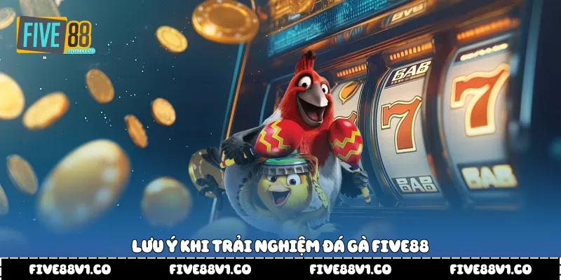 Lưu ý khi trải nghiệm đá gà Five88